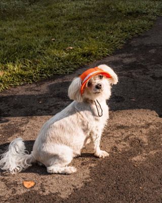 Image showing  Sea Spot Sun UV-Protectant Adjustable Fashion Mesh Brimmed Dog Hat Cap