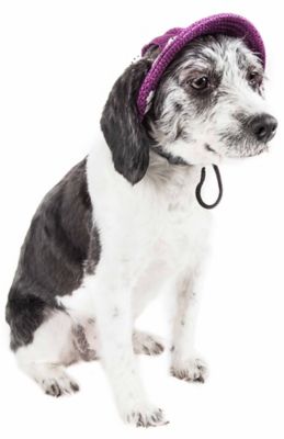 Image showing  Sea Spot Sun UV-Protectant Adjustable Fashion Mesh Brimmed Dog Hat Cap