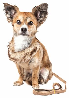 Image showing  Luxe Furracious 2-in-1 Mesh Reversed Adjustable Dog Harness and Leash with Removable Fur Collar