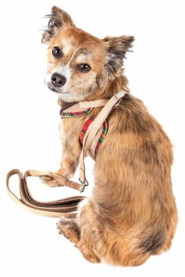 Image showing  Luxe Dapperbone 2-in-1 Mesh Reversed Adjustable Dog Harness and Leash with Fashion Bowtie