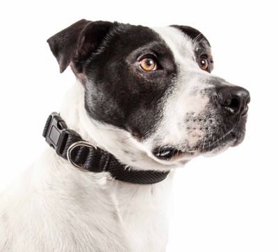 Image showing  Aero Mesh 360-Degree Dual-Sided Comfortable and Breathable Adjustable Mesh Dog Collar