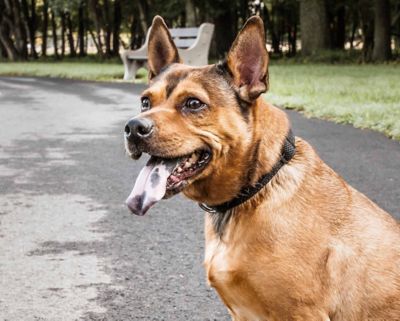 Image showing  Aero Mesh 360-Degree Dual-Sided Comfortable and Breathable Adjustable Mesh Dog Collar