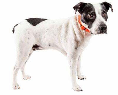 Image showing 4 th Pet Life Aero Mesh 360-Degree Dual-Sided Comfortable and Breathable Adjustable Mesh Dog Collar