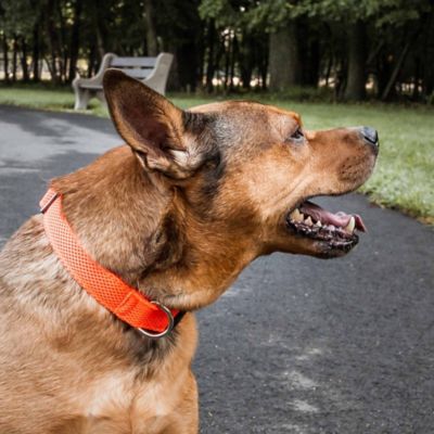 Image showing 5 th Pet Life Aero Mesh 360-Degree Dual-Sided Comfortable and Breathable Adjustable Mesh Dog Collar