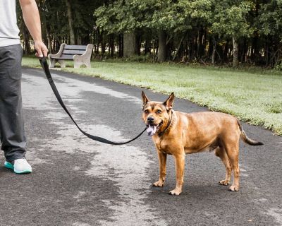 Image showing  Aero Mesh Dual-Sided Comfortable and Breathable Adjustable Mesh Dog Leash