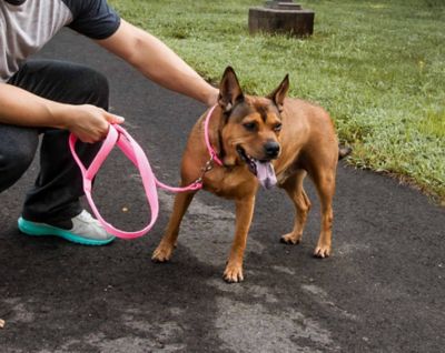 Image showing  Aero Mesh 2-in-1 Dual-Sided Comfortable and Breathable Adjustable Mesh Dog Leash and Collar