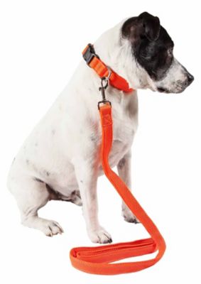 Image showing  Aero Mesh 2-in-1 Dual-Sided Comfortable and Breathable Adjustable Mesh Dog Leash and Collar