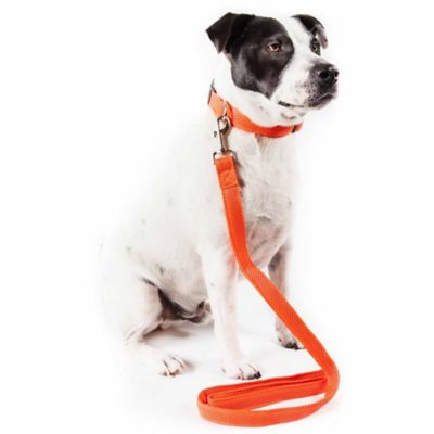 Image showing  Aero Mesh 2-in-1 Dual-Sided Comfortable and Breathable Adjustable Mesh Dog Leash and Collar