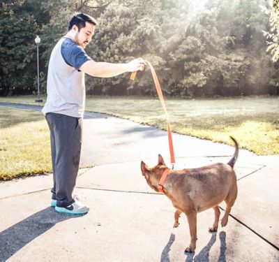 Image showing  Aero Mesh 2-in-1 Dual-Sided Comfortable and Breathable Adjustable Mesh Dog Leash and Collar