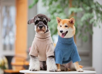 Touchdog Modress Fashion Designer Dog Sweater and Dress