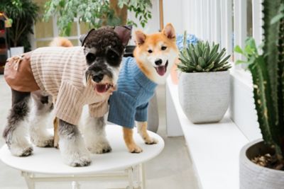 Touchdog Modress Fashion Designer Dog Sweater and Dress