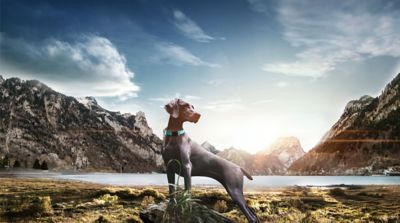 Image showing  Tutor-Shield Martingale Safety and Training Chain Dog Collar