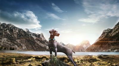 Image showing  Tutor-Shield Martingale Safety and Training Chain Dog Collar