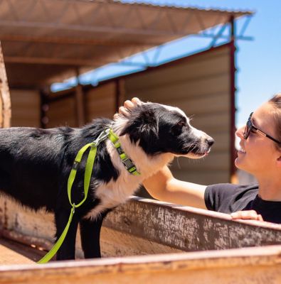 Image showing  Advent Outdoor Series 3M Reflective 2-in-1 Durable Martingale Training Dog Leash and Collar