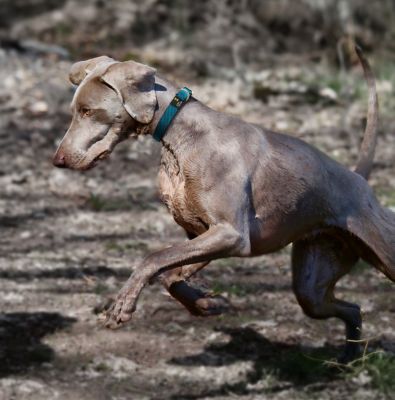 Image showing  Escapade Outdoor Series 2-in-1 Convertible Dog Leash and Collar