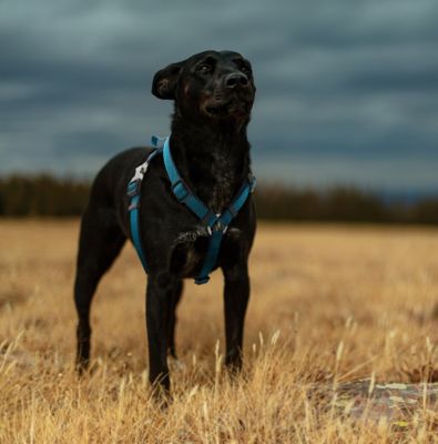 Image showing  Escapade Outdoor Series 2-in-1 Convertible Dog Leash and Harness