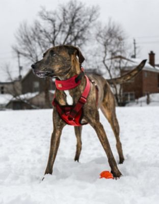 Image showing  Geo-Prene 2-in-1 Shock-Absorbing Neoprene Padded Reflective Dog Leash and Harness