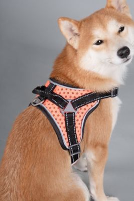Image showing  Scorpion Sporty High-Performance Free-Range Dog Harness