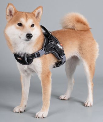 Image showing  Scorpion Sporty High-Performance Free-Range Dog Harness