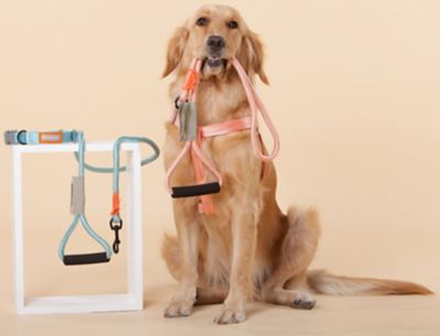 Image showing 3 th Touchdog Macaron 2-in-1 Durable Nylon Dog Harness and Leash