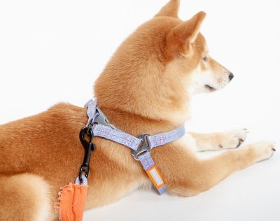 Image showing 5 th Touchdog Macaron 2-in-1 Durable Nylon Dog Harness and Leash