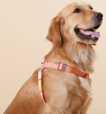 Image showing 2 th Touchdog Macaron 2-in-1 Durable Nylon Dog Harness and Leash