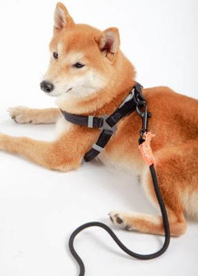 Image showing  Macaron 2-in-1 Durable Nylon Dog Harness and Leash
