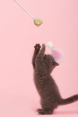 Image showing 5 th Pet Life 3-in-1 Retractable and Extendable Feathered and Laser Wand Cat Teaser, Pink