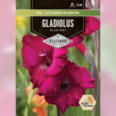 DeGroot Gladiolus Plum Tart