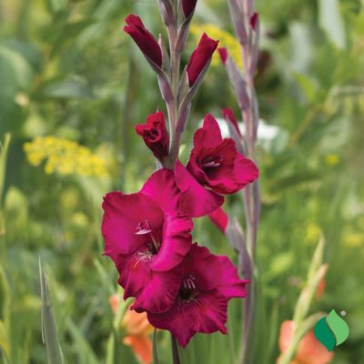 Image showing  Gladiolus Plum Tart