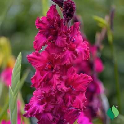 Image showing  Gladiolus Plum Tart