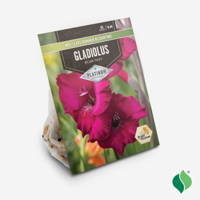 Image showing  Gladiolus Plum Tart