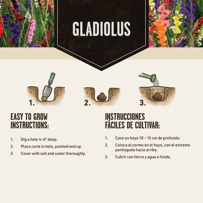 Image showing  Gladiolus Plum Tart