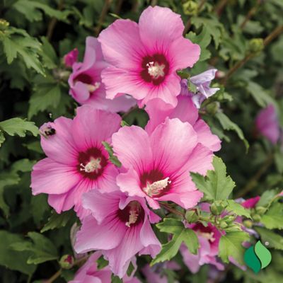 Image showing  Hibiscus Aphrodite