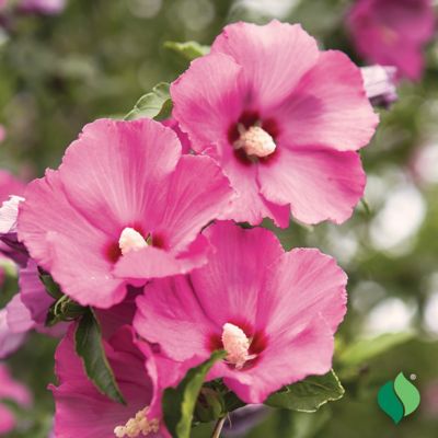 Image showing  Hibiscus Aphrodite