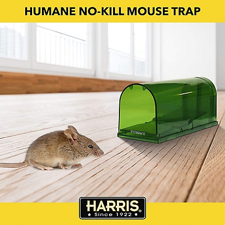 The Problem witj Mouse Traps is That They Work, It look lik…