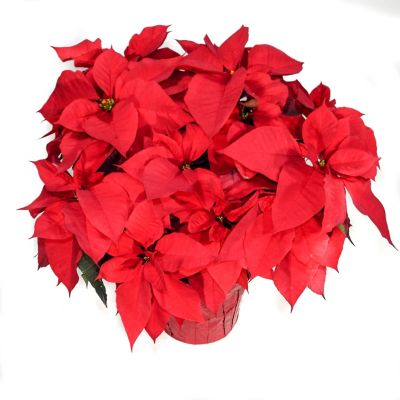 Pope's Plant Farm 10 in. Poinsettia Plant