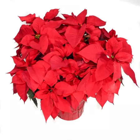 Pope's Plant Farm 10" Poinsettia Plant Succulents & House Plants