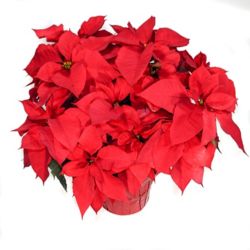 Poinsettias