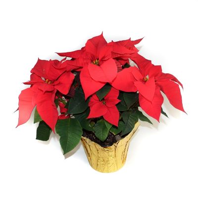 6.5 in. Red Poinsettia Christmas Plant, POIN6.5