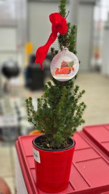 Picea Glauca Conica Holiday, 12361