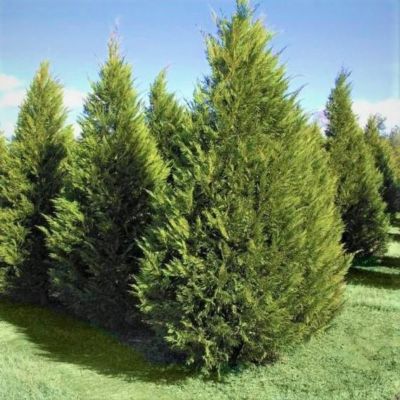 Cupressocyparis Leylandii Leyland Tree Plant