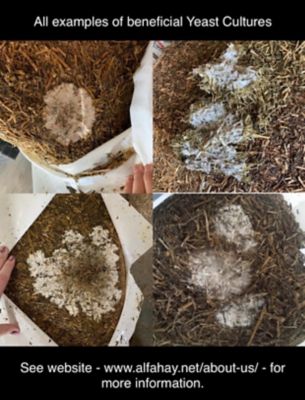 Image showing  50% Moisture Fermented Chopped Alfalfa Horse Feed, 50 lb.