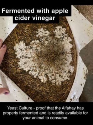 Image showing  50% Moisture Fermented Chopped Alfalfa Horse Feed, 50 lb.