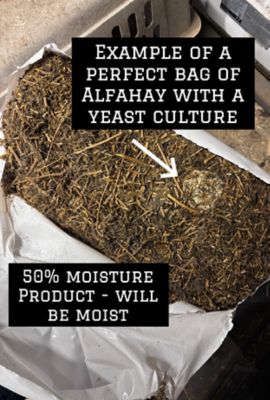 Image showing  50% Moisture Fermented Chopped Alfalfa Horse Feed, 50 lb.