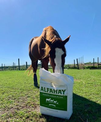 Image showing  50% Moisture Fermented Chopped Alfalfa Horse Feed, 50 lb.
