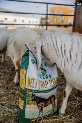 Image showing  Beet Pulp Pellet Horse Feed, 50 lb.