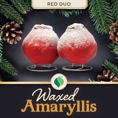 DeGroot Waxed Amaryllis Red Duo