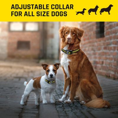 Image showing 5 th 275 yd. Rechargeable Remote Dog Trainer