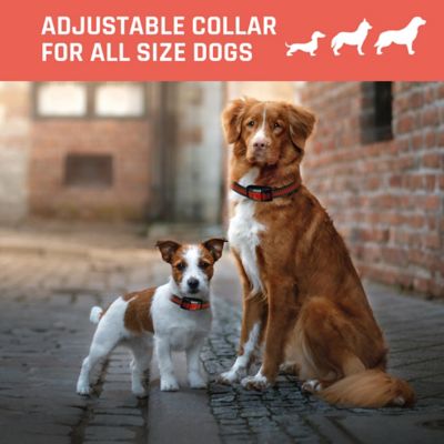 Image showing 6 th Unbranded 435 yd. Rechargeable Remote Dog Trainer